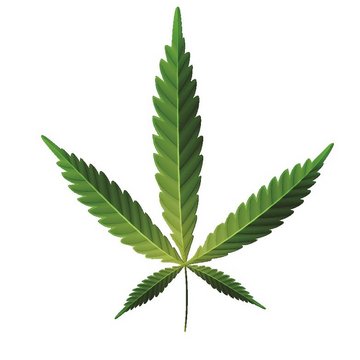 Cannabis Ruderalis