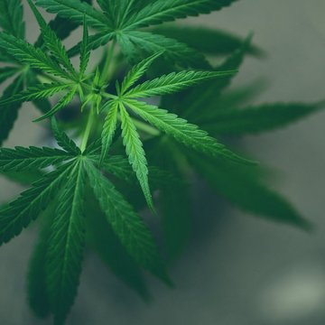 Anwendungsbereiche medizinisches Cannabis