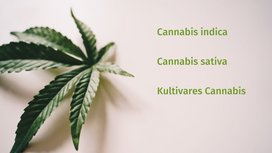 Medizinische Cannabissorten